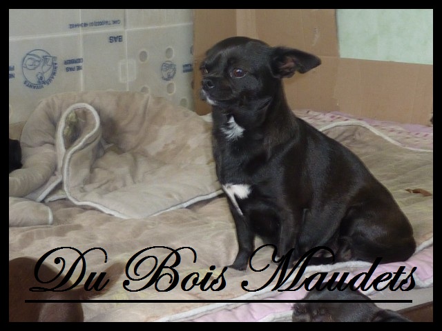 Emmy du bois Maudets